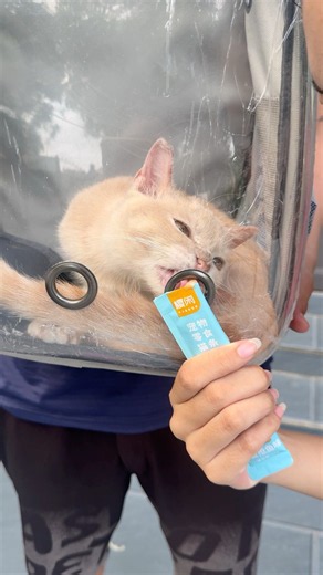 Cute - Feeding pets when the owner isn t paying att... #funny