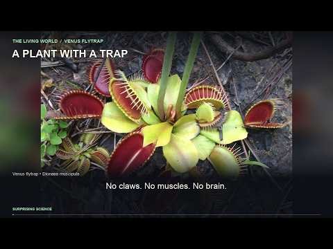 Venus Flytrap