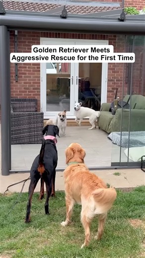 Golden Retriever Meets Aggressive Rescue Dog: First Time Reaction