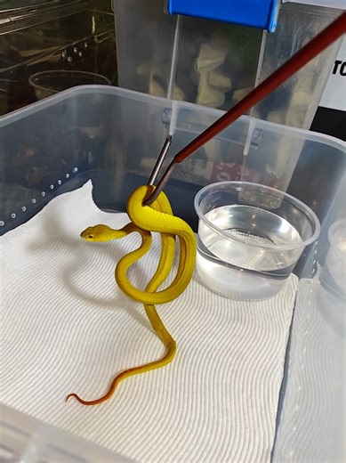 Check out my new bright yellow pitviper #venomman20 #venomous #snakes #reptilecollection #pitviper