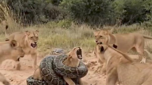 Epic Battles: One python Vs five lion's