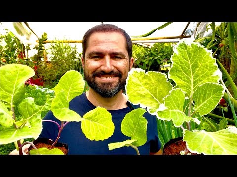 COMO PLANTAR COUVE - MELHOR ADUBO QUE EXISTE