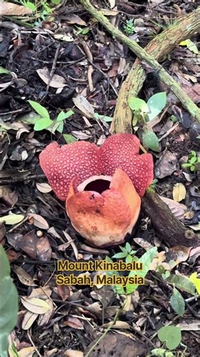 #mountains #kinabalu #malaysia #viralshorts #viralreels #foryoupage #travelshorts