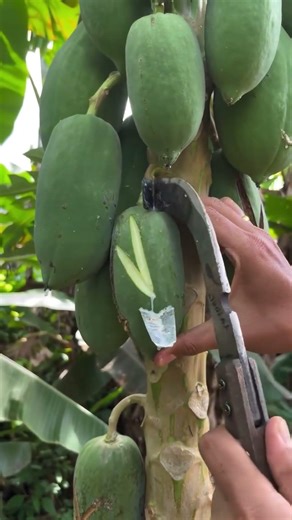 papaya craft #asmrtriggers #satisfying #bamboo1 #fruit #reels #farming #asmrvideos