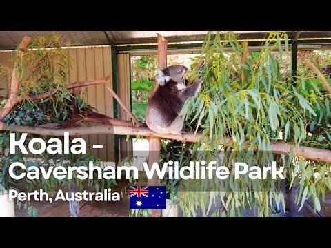 Meeting Koalas at Caversham Wildlife Park Perth | 4K Walking Tour Western Australia