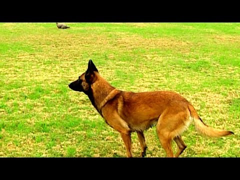 Extreme Dog Sports - Malinois Jumping, Herding & Scootering Adventures