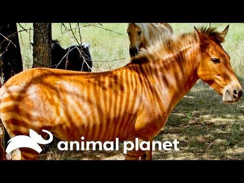 🔴 WATCH NOW: Extraordinary Animals | Weird, True, and Freaky | Animal Planet