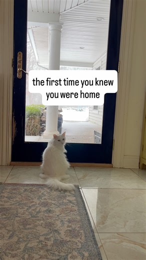 The first time you knew you were home | Feral cat rescue story