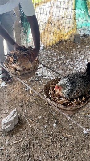 🐔 Checking Broody Hen's