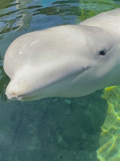Another beluga whale rescued from Marineland in Canada has died, this time at SeaWorld San Diego, officials there said. The whale's death is similar to the deaths of four rescued beluga whales at Chicago's Shedd Aquarium.