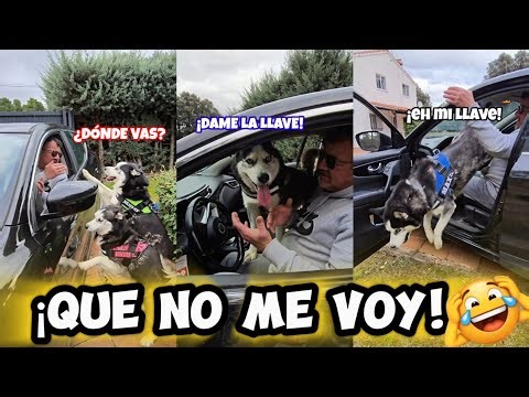 I'M NOT LEAVING! 🚫🚗 They think I'm running away and this happens... 😂