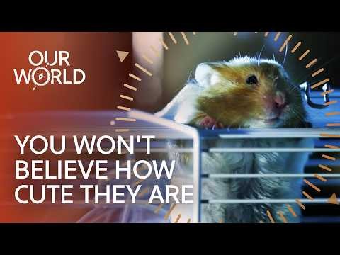 The Pets That Will Melt Your Heart (4K Documentary)