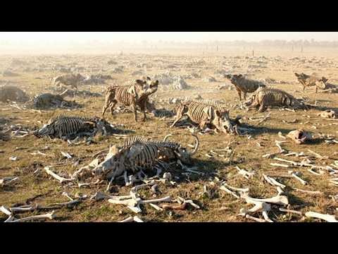 Texas’s Wild Hog Eradication Footage Reveals the Aftermath Nobody Expected