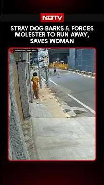 Tamil Nadu News | On Cam, Stray Dogs ‘Save’ Woman From Alleged Molestation Attempt In Coimbatore