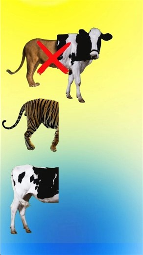 🇺🇸 LION 🦁 vs TIGER 🐯 vs COW 🐄 — Who Wins? 😱🔥