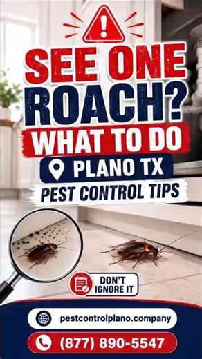 What to Do If You See One Roach: Plano TX Pest Control Tips | Pest Control Plano Company