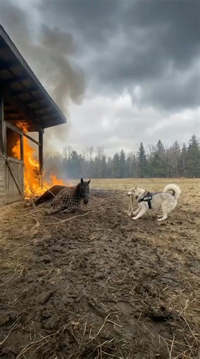 Brave Service Dog Saved The Horse From A Disaster #dogs #rescue #animals
