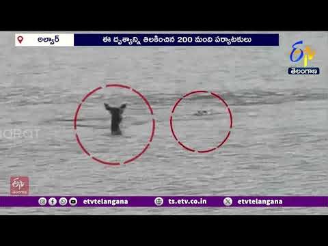 Crocodile Attacks Spotted Deer at Sariska Tiger Reserve in Alwar | జింకను వేటాడిన మొసలి