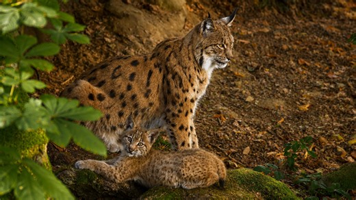 Secret forest camera records a lynx cub exploring under its mother's watch