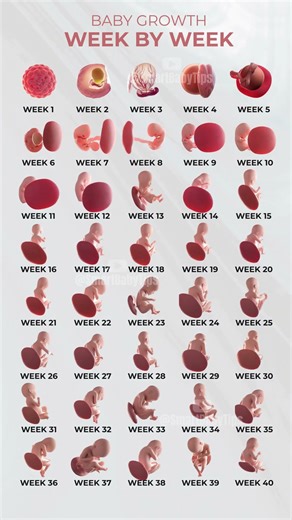Fetus Development Inside the Womb | Week by Week 🤰✨ #baby #fetusdevelopment #pregnancy #Shorts