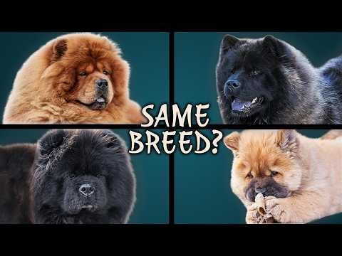 Living With Chow Chows: Why They Never Act the Same