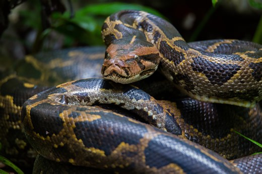Video shows Florida hunter catch a nearly 17-foot python weighing 202 pounds