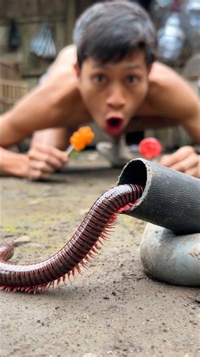 Shoo! I'm so creeped out by this millipede that I’m literally climbing the door to get away