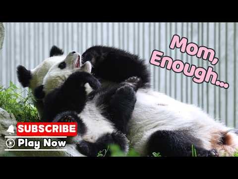Panda Mom Delivers Maximum Baby Cuddle | iPanda