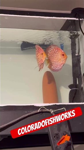 Discus mating dance #discus #mating #fish #pair #dance #fishkeepinghobby #aquascapegallery #tank