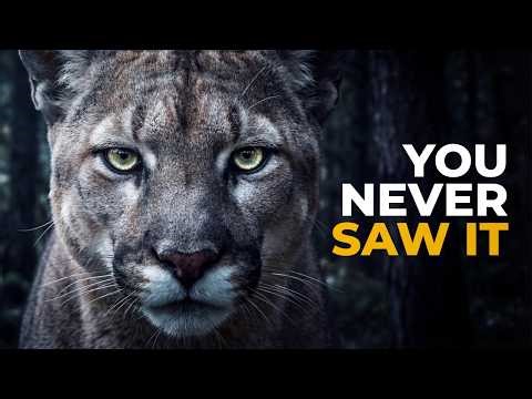 How This Predator Hunts Without Being Seen