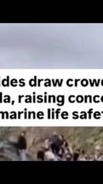 King Tides return to San Diego coastline, drawing crowds for tidepooling and surfing