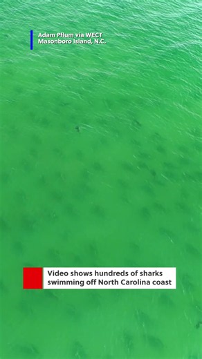 Video shows hundreds of sharks swimming off the Carolina coast