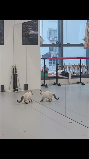 Siamese Cat Bubi Battles Her Own Reflection