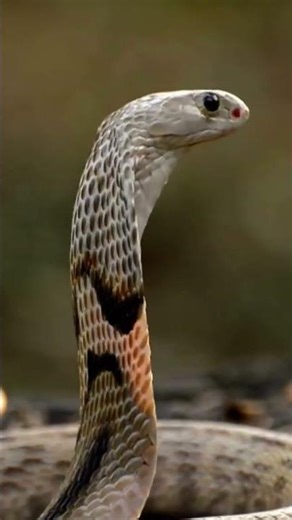 Cobra: The King of Venomous Snakes