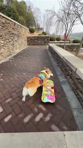 Unleash the Speed: The Super Invincible F1 Racing Dog