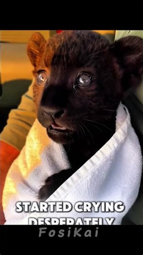 He Rescued a Baby Panther… What Happened Next Will Give You Goosebumps #animalrescue