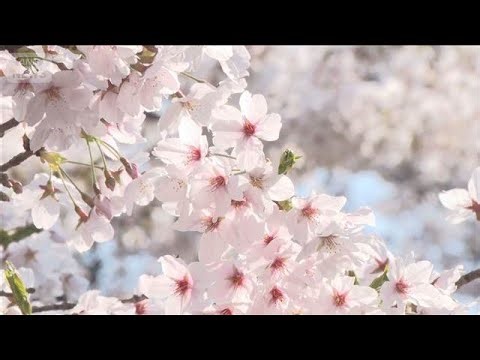 桜の名所・目黒川で初の試み…混雑防止の「目隠し幕」 上野公園も花見客が殺到【もっと知りたい！】【グッド！モーニング】(2026年3月29日)