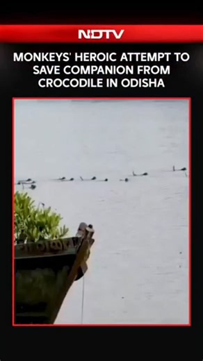 Group Of Monkeys In Odisha Risk Lives To Save Companion From Crocodile | NDTV