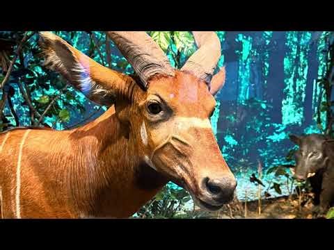 Dec. 26, 2025 A Visit To Houston The Natural Science Museum