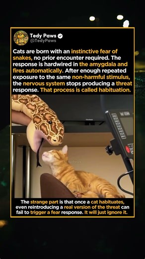 This Cat Looked a Snake in the Eye and Chose to Ignore It