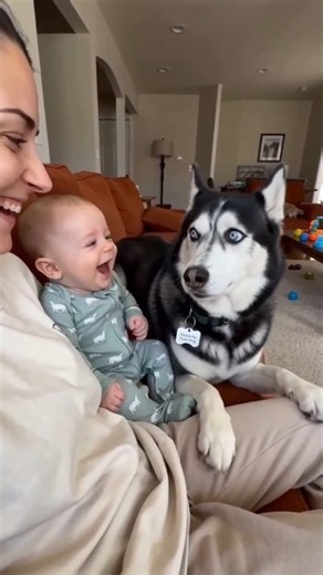 Baby’s Reaction to This Husky Is TOO CUTE! 🥹🐶❤️ #Shorts #funnydogs