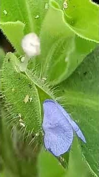 ＃森山良子🎵「掌（てのひら)」🌿🌼🐝ショート