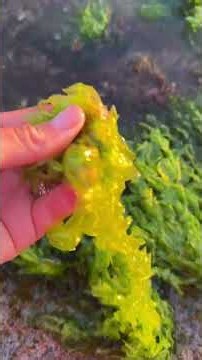 Hawaii Tide Pools with Wild Creatures!