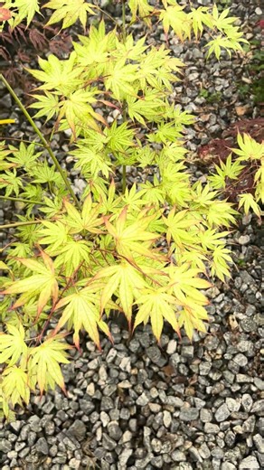Acer palmatum 'First Ghost' Japanese Maple