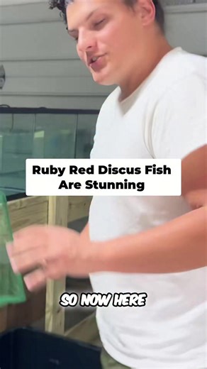 Meet the dazzling discus fish! #DiscusFish #FishLovers #AquariumLife #TropicalFish #FishCommunity #GorgeousFish #AquaticBeauty #FishUnboxing #UnderwaterWorld #RareAquatics | Rob’s Aquatics