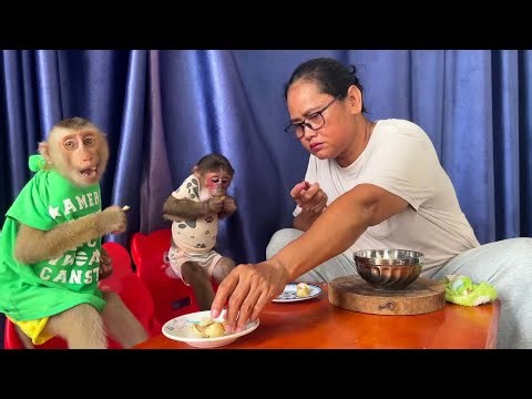 Live Cute Monkey Moments 🐒 | Relaxing & Funny Monkey Stream