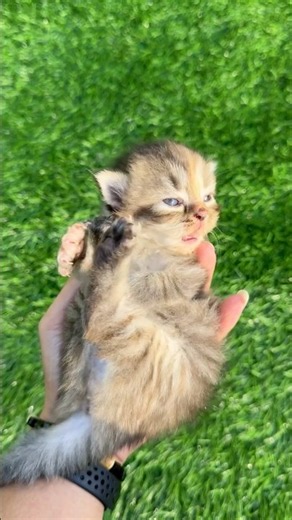 Adop cute little kitten #catvideos #cat #kitten #rescuecat #kucinglucu