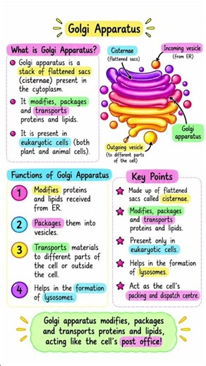 Golgi Apparatus: The Cell’s Packaging Centre!