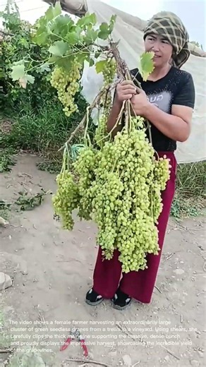 Massive Grape Cluster Harvest: Woman Harvests Giant Bunch of Green Grapes