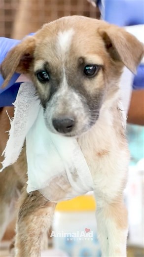 Hearing Maple after she was hit by a vehicle.